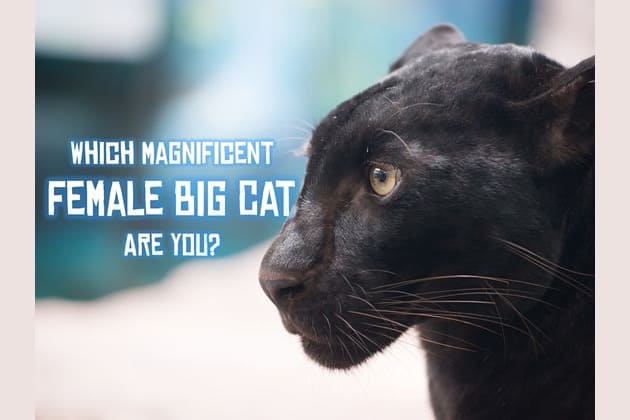 which-magnificent-female-big-cat-are-you-playbuzz